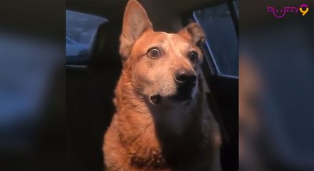 Ce chien fait vraiment une drôle de tête pendant une dispute.