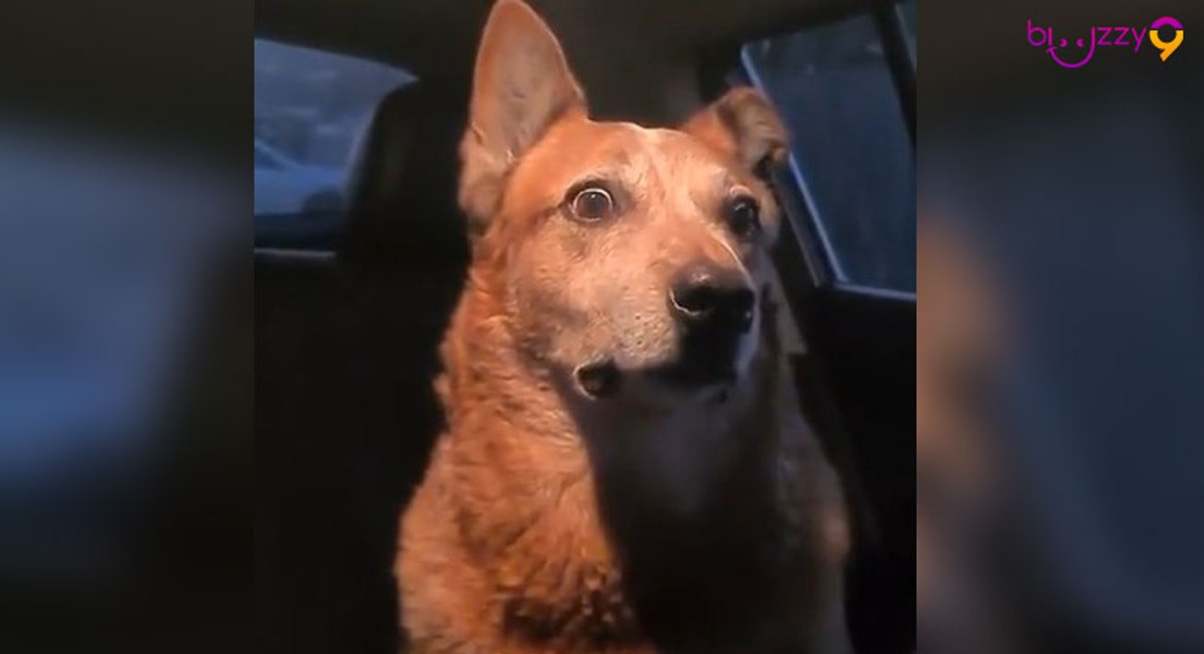 Ce chien fait vraiment une drôle de tête pendant une dispute.