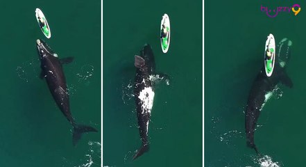 Moment incroyable : une baleine pousse un paddle board avec sa nageoire