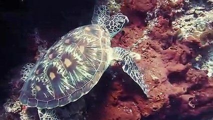 OMG ⁣ ⁣Try to Not Laugh ||funny videos complilation||