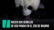 Nacen dos gemelos de oso panda en el Zoo Aquarium de Madrid