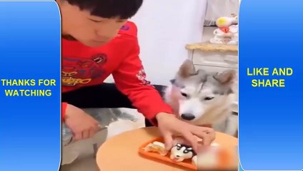 Animals Doing Things  Funny Cat and Dog Videos Compilation #6
