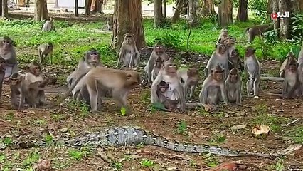 مشاهد تحصد جوائز عالمية للحيوانات وجوائز كوميديا الحياة البرية 