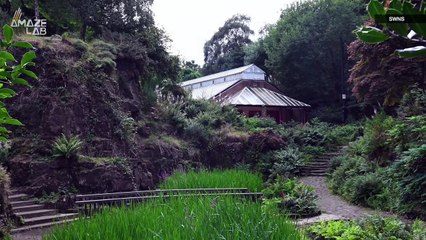 325-Million-Year-Old Fossilized Trees at Risk of Destruction in Scotland