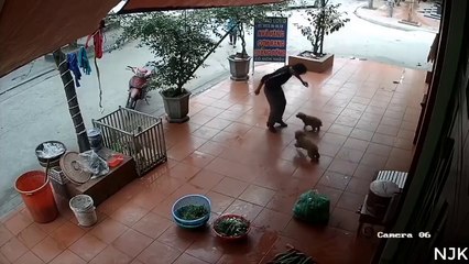 Dogs Chasing Man . Funny moments 2021.