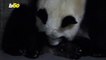 Miracle of Life! Moment Madrid Zoo Welcomes Twin Giant Panda Cubs