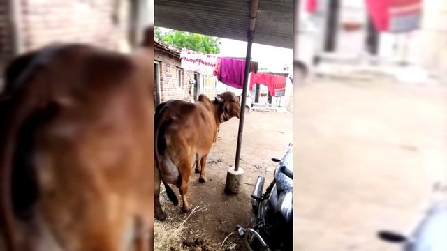 Gir - An exotic Indian Breed Cattles in India