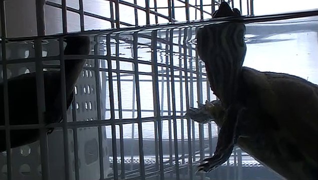 【Lamu chan】3501【ラムちゃん】