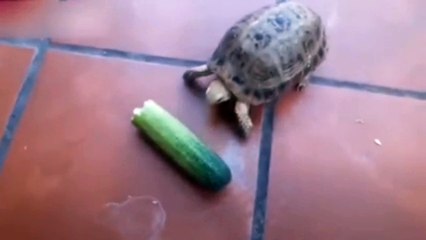 Funny animals I dare you to laugh