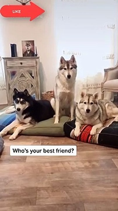 Cute and funny dog videos compilation ❤️