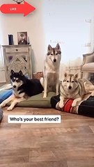 Cute and funny dog videos compilation ❤️