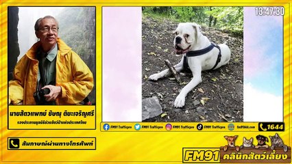 ทำความรู้จักกับโรคลมชักในสุนัขและแมว EP.1 : FM91 คลินิกสัตว์เลี้ยง : 29 พฤษภาคม 2564