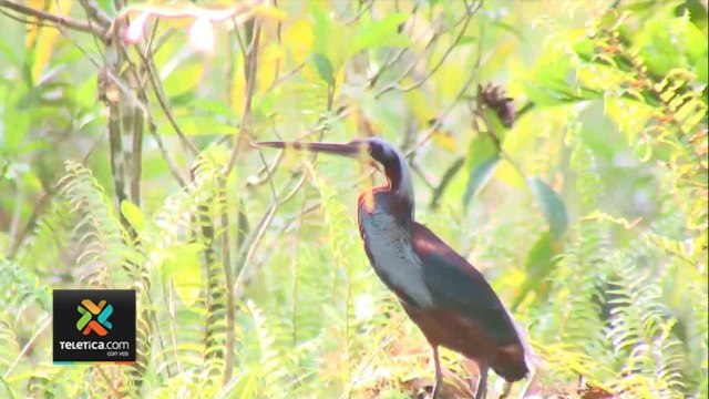 tn7-aportes-y-consecuencias-de-la-pandemia-en-el-medio-ambiente-060921
