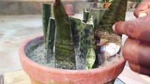 How to propagate Snake plant faster | how to grow snake plant from cutting