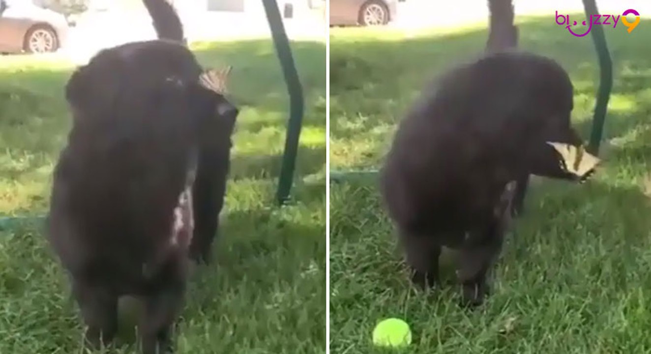 Un adorable chien joue avec des papillons dans un jardin