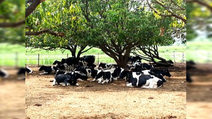 Loose Housing System for cow farms