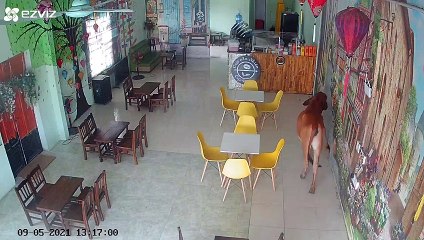 Curious Cow Investigates Restaurant