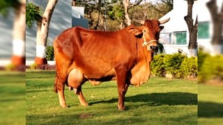 Sahiwal - The Indian Breed Cow with good milk yield and immunity