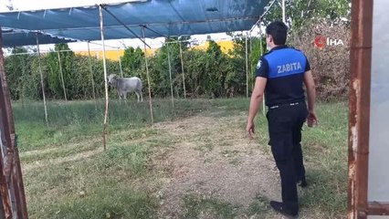 Kesime götürülen inek ortalığı birbirine kattı