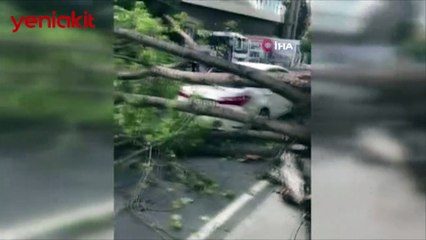 Video herunterladen: İstanbul'da şiddetli rüzgar! Ağaç gövdesinden kırıldı