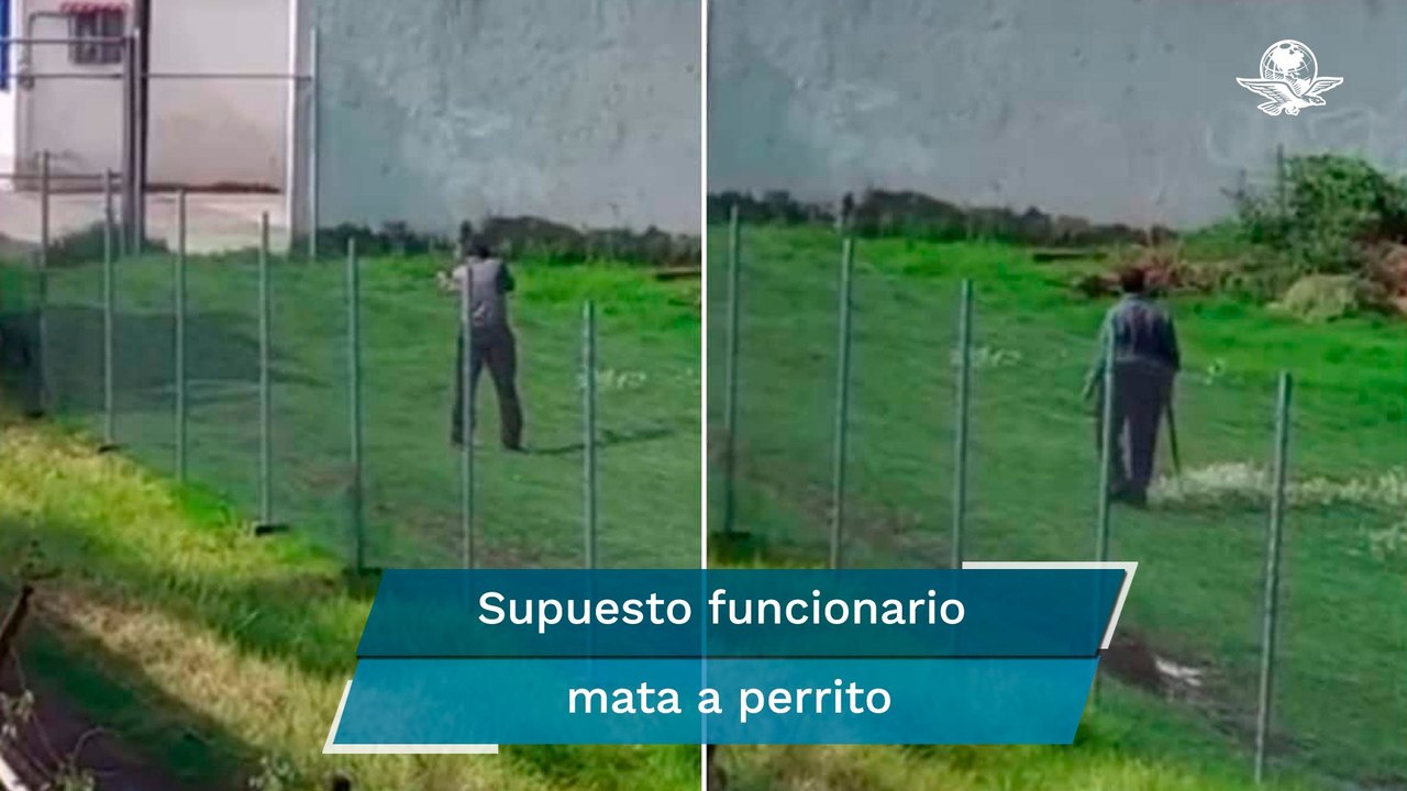 Buscan a hombre que disparó con escopeta a perrito en Tultepec