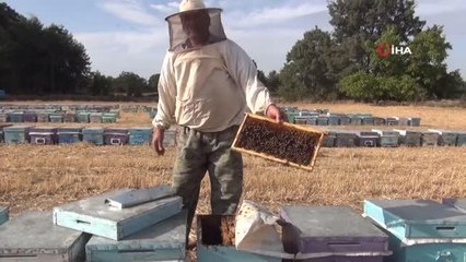 Yangınlar Marmaris çam balını olumsuz etkiledi