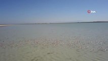 Son dakika haber: Flamingolardan Arin Gölü'nde mest eden görüntü