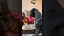Snoring Technique Keeps Nosy Great Dane At Bay