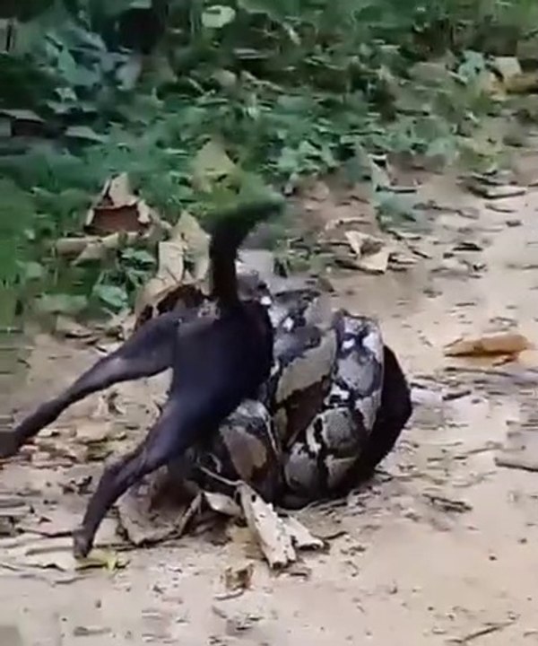 Anaconda tries to swallow a dog
