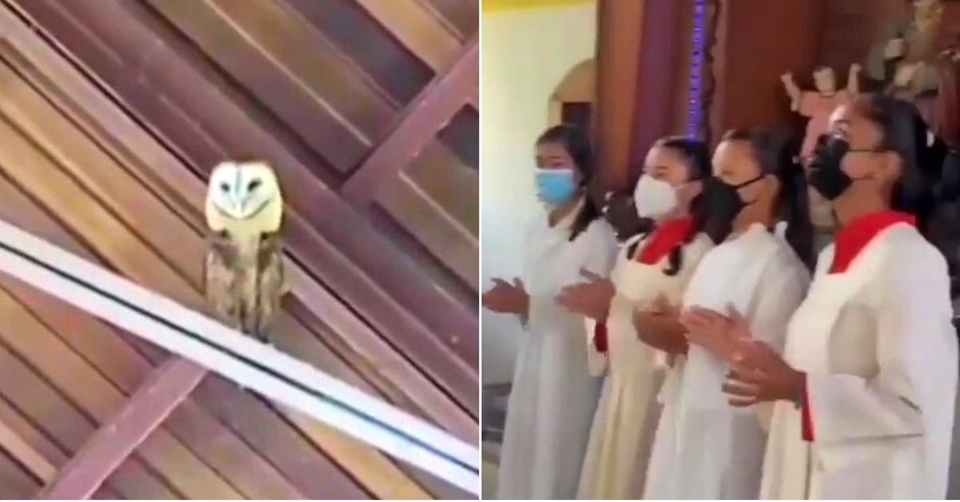 "Estamos de fiesta con Jesús": feligreses cantan para ahuyentar a una lechuza y el animal terminó 'bailando'