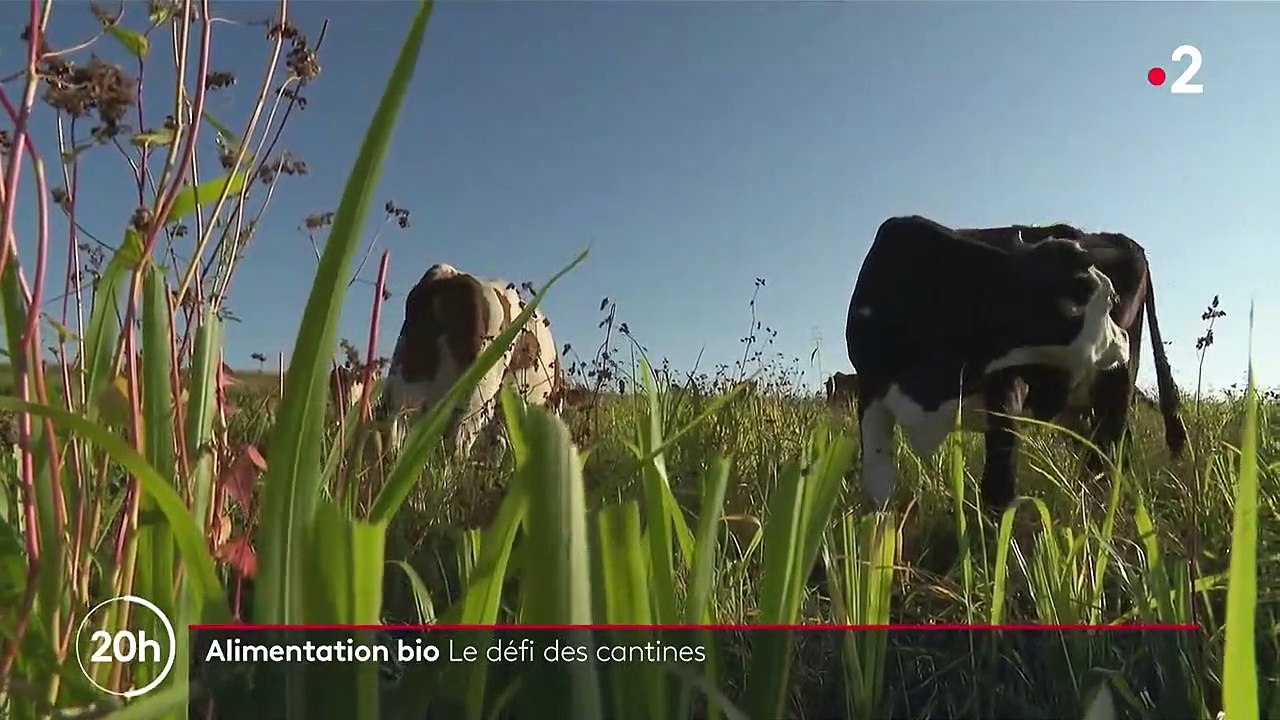 Agriculture : des aliments biologiques dans les menus, le défi des cantines
