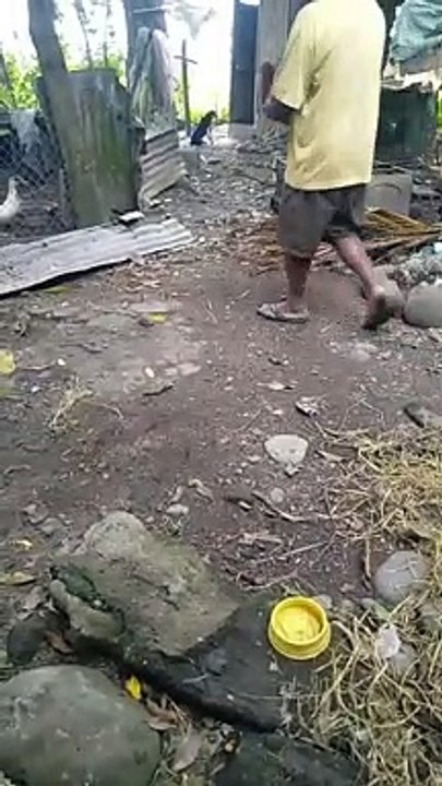 backyard spar