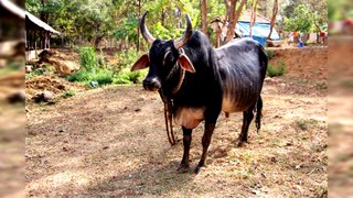 KANKREJ - THE GREAT INDIAN CATTLE BREED COWS AND BULLS