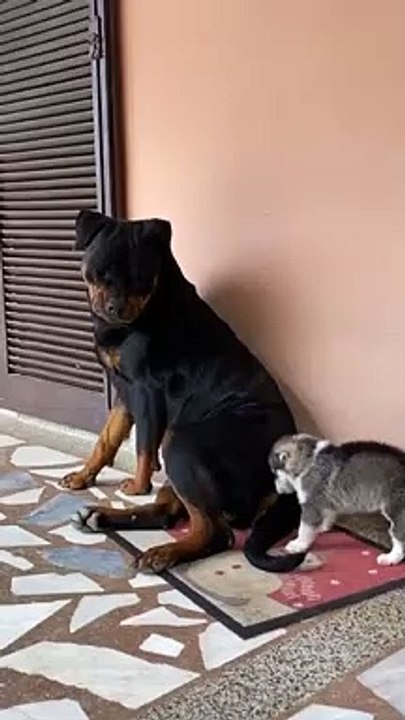 Funny dogs