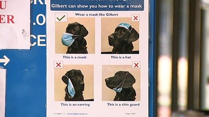 4-year-old Labrador bringing joy to Launceston