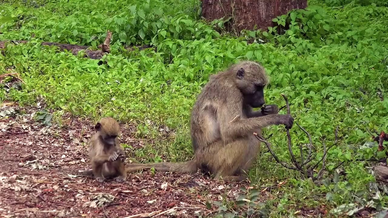 Victoria Falls Zambia & Zimbabwe 4K Ultra HD