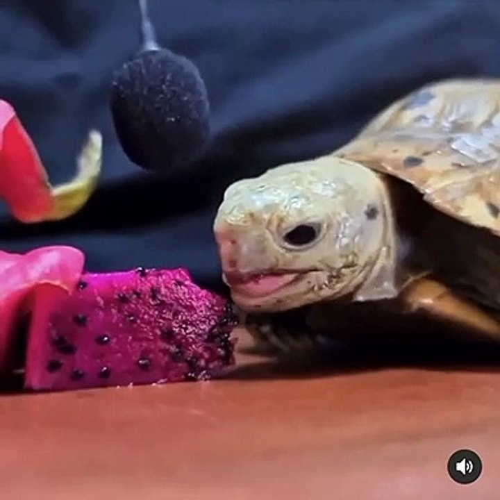 Asmr Eating Turtle