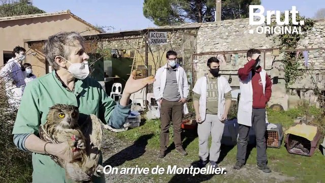 Dans cet hôpital, ces bénévoles soignent les animaux sauvages blessés