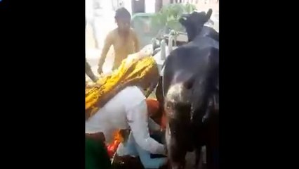 सास-बहू के झगड़े में फंस गई गाय, एक साथ दोनों निकालने लगीं दूध, VIDEO में देखें फिर क्या हुआ?