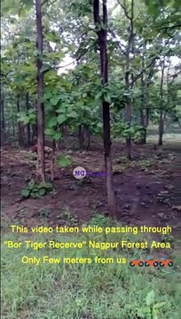 Closer Encounter with Tiger vs Motorcyclist/Motorcycle Riders/MG Explorer/Bor Tiger Reserve Forest Closer Encounter with Tiger/Motorcycle Riders/#TigerReserve/MG Explorer/Bor Tiger Reserve Forest