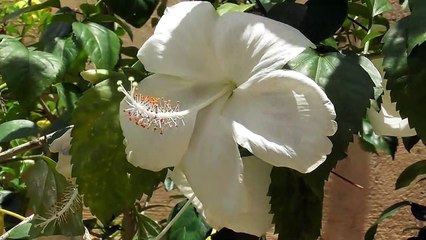 Sakuya II Copyright Free Japanese Background Music II