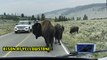 'Herd of Humongous Bison Block the Traffic at Yellowstone National Park '