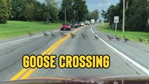 'Traffic Comes to Halt to Make Way for Gaggle of Geese as they Cross a South Glengarry Road'