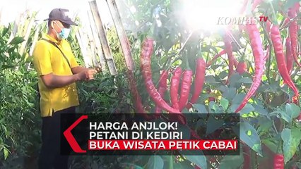 Harga Anjlok! Petani Buka Wisata Petik Cabai