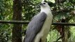 #1 Đại bàng bụng trắng nuôi nhốt/ White-bellied sea eagle  (Haliaeetus leucogaster)