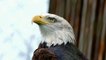 Đại bàng đầu trắng  / Đại bàng hói / Bald eagle ( Haliaeetus leucocephalus )