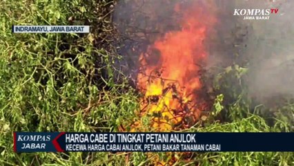 Télécharger la video: Harga Cabai Anjlok! Petani Indramayu Bakar Tanaman Cabai