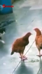 Yavru Kedinin Tavuklarla Oyunu Gülümsetti