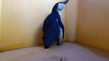 Devuelven a su habitat a un pingüino de Humboldt extraviado en la región chilena de Atacama