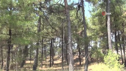 Arıcılar, arıların ölmemesi için mücadele veriyorlar